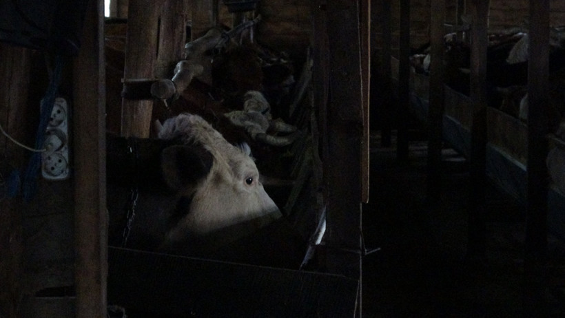 Şile'de şap alarmı! Üç köy karantinada - Resim : 2