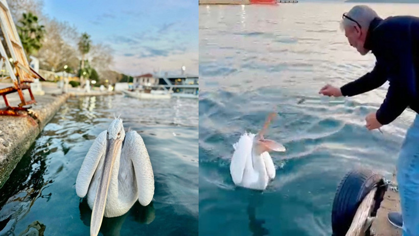 Sahile çıkan pelikanı, balıkla beslediler - Resim : 1