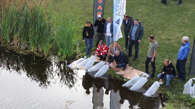 Porsuk Çayı’na 5 bin aynalı sazan bırakıldı - Resim : 1