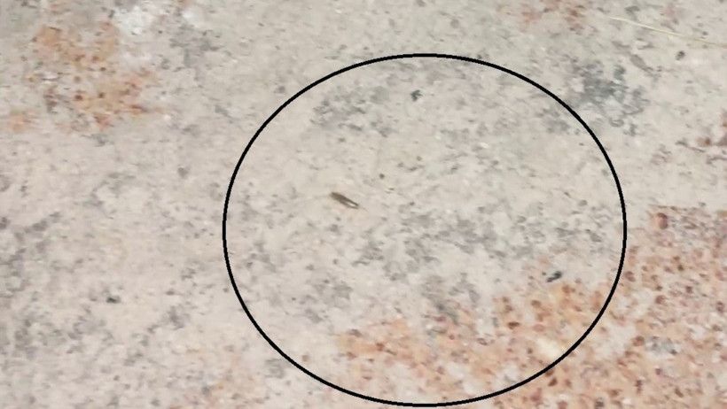 Ekmek fırınında mide bulandıran görüntü! Böcekler cirit atıyor - Resim : 1