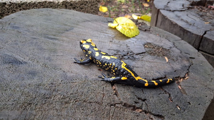 Adana’da sarı benekli semender görüldü - Resim : 3