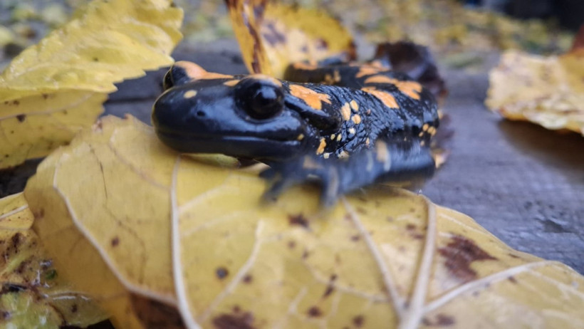 Adana’da sarı benekli semender görüldü - Resim : 2