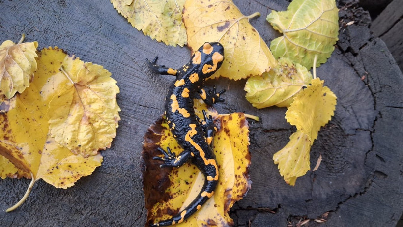 Adana’da sarı benekli semender görüldü - Resim : 1
