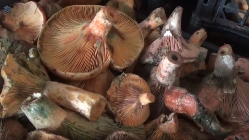 Ormanda kendi kendine yetişiyor: Toplayıp satan köylüye ek gelir sağlıyor - Resim : 1