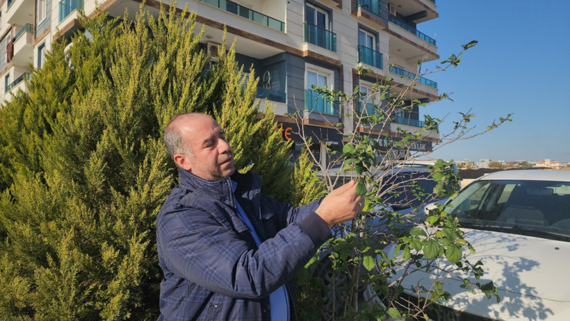 Erik ağacı aralık ayında meyve verdi - Resim : 1