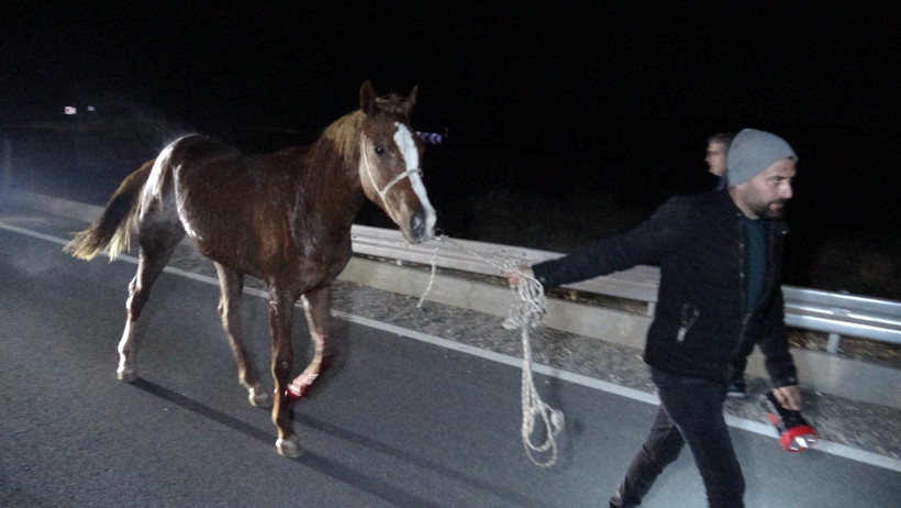 Kâbus gecesi: Milyonluk taylar telef oldu - Resim : 1