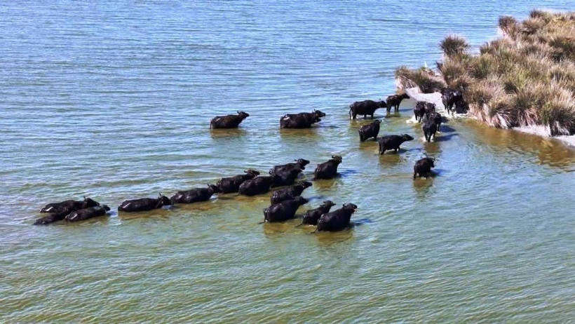 Türkiye’de mandacılık alarm veriyor - Resim : 1