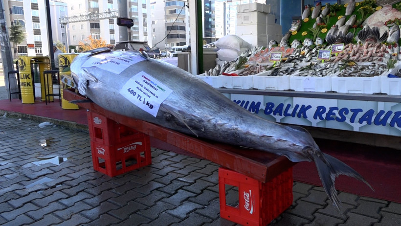 D&uuml;zce a&ccedil;ıklarında yakalandı: Tam 353 kilo - Resim : 1
