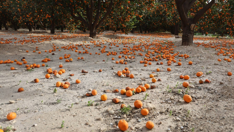 Bedavaya bile alan yok! Toprak turuncuya döndü... - Resim : 3