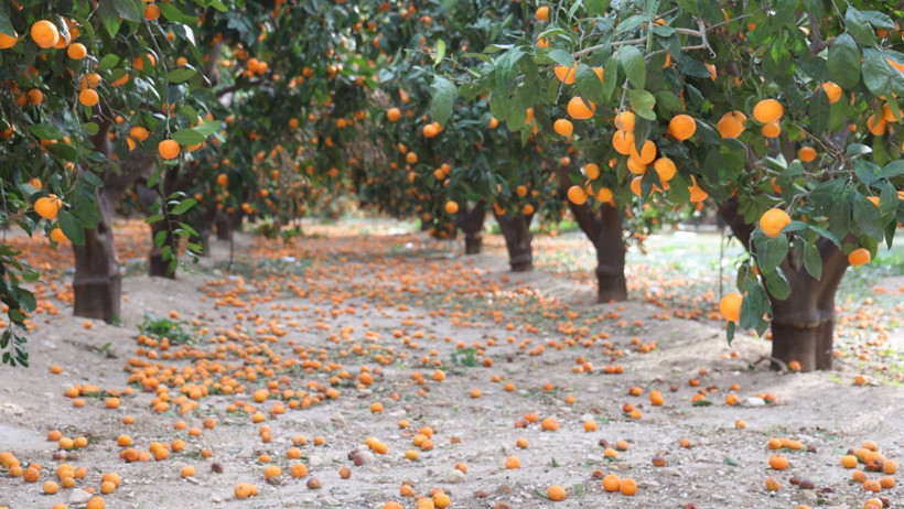 Bedavaya bile alan yok! Toprak turuncuya döndü... - Resim : 4