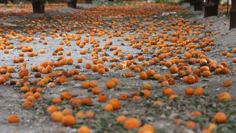Bedavaya bile alan yok! Toprak turuncuya döndü... - Resim : 5