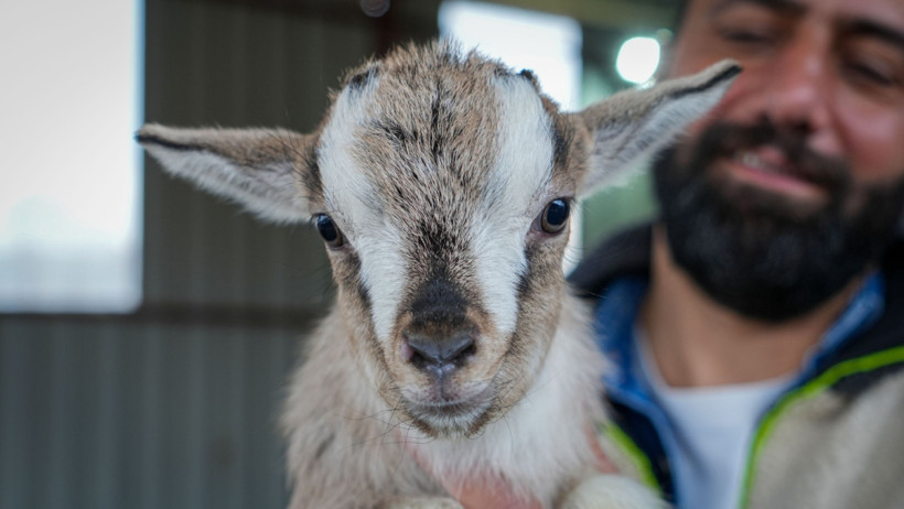 Cüce keçiler kedi ve köpeğe rakip oldu - Resim : 1