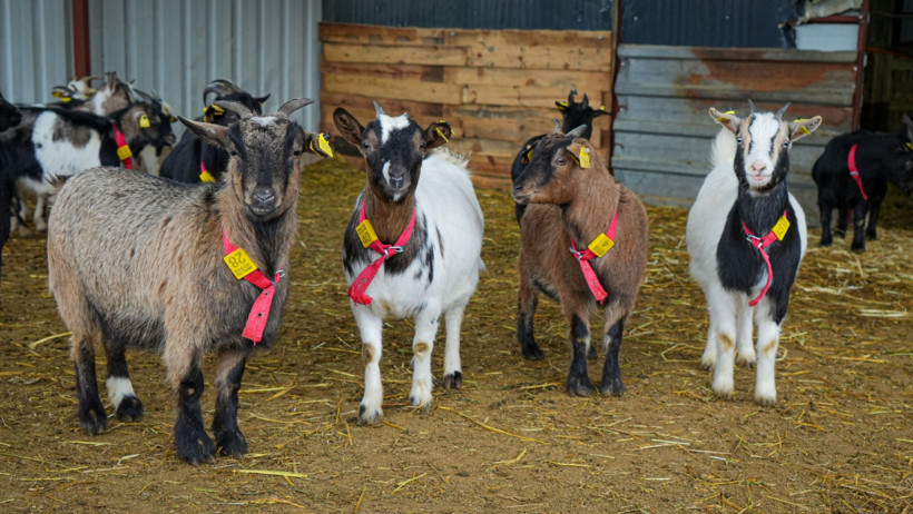Cüce keçiler kedi ve köpeğe rakip oldu - Resim : 2