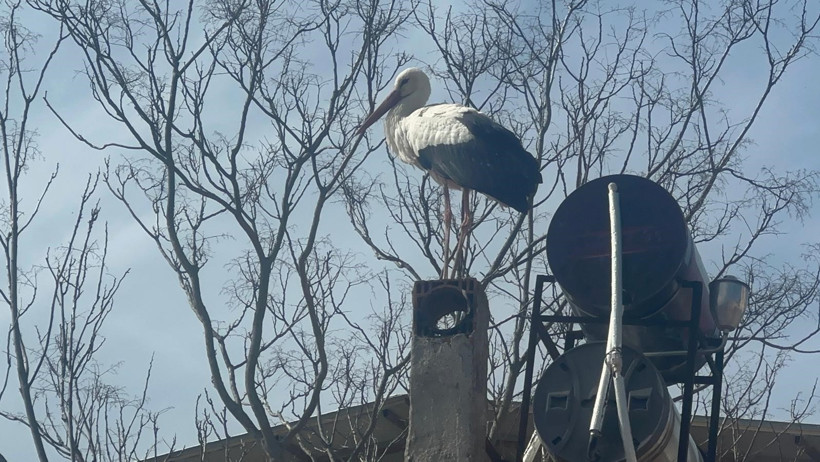 Yaren gelmeden eşi geldi! Leylek Köyü’nde erken heyecan - Resim : 1