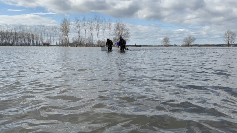 Edirne'de ilginç av: Tarlada sazan yakaladılar - Resim : 1