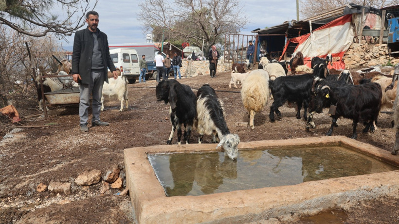 Yağmur suyunu içen 43 hayvan öldü - Resim : 2