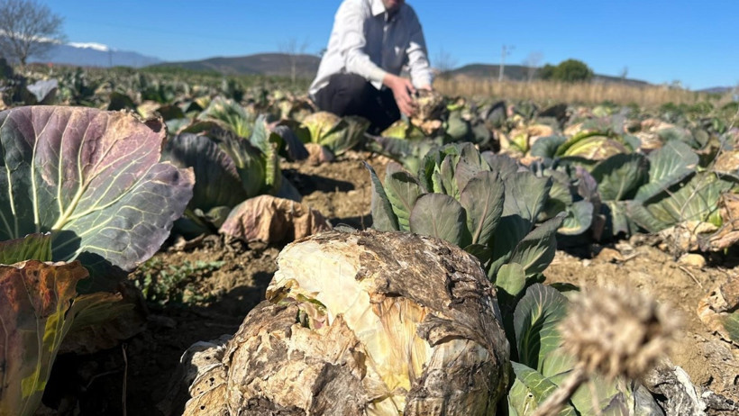 Pazarda 70 lira ama yüzbinlercesi tarlada çürüdü - Resim : 2