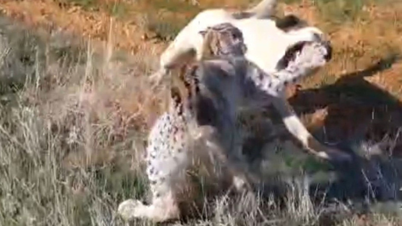 Malatya'da vaşak-köpek kavgası - Resim : 1