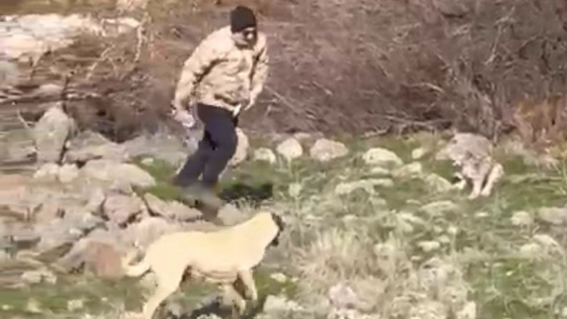 Malatya'da vaşak-köpek kavgası - Resim : 2