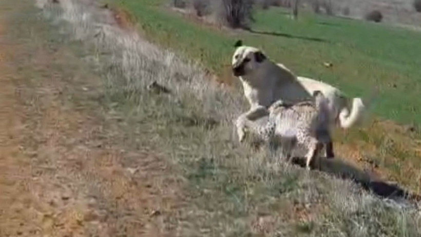 Malatya'da vaşak-köpek kavgası - Resim : 3