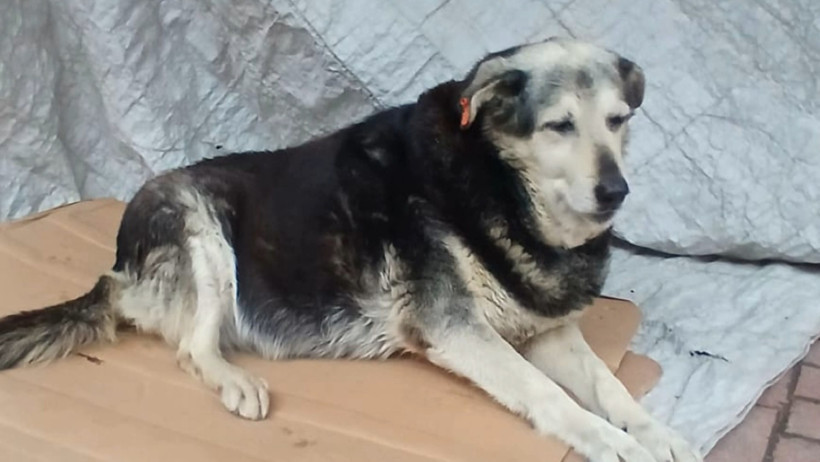 Vicdansızlar 'Pakize'yi &ouml;ld&uuml;r&uuml;p ka&ccedil;tı - Resim : 1