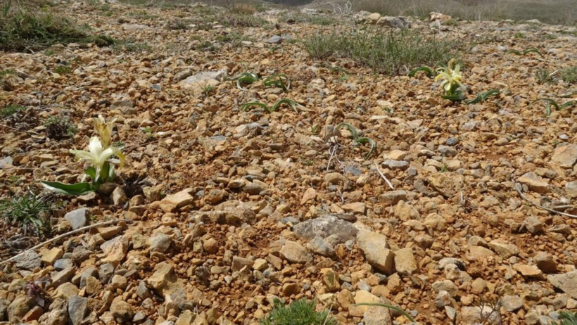 Malatya’da sadece burada yetişiyor! Koruma altına alındı - Resim : 1