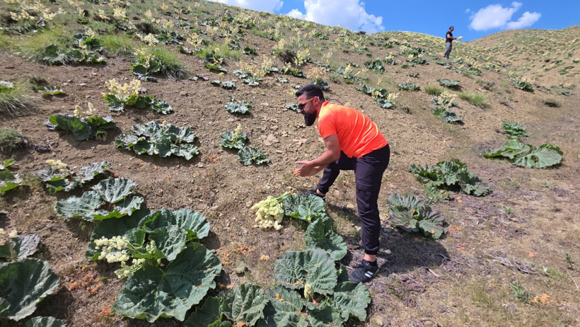 Doğada kendiliğinden yetişiyor: Kimi tüketiyor, kimi satıyor - Resim : 1