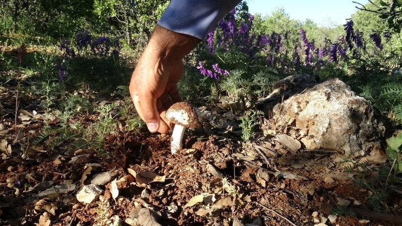 Ormanın gizli hazinesi: Toplayıp 1000 liraya satıyorlar - Resim : 1