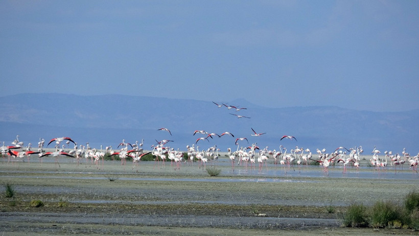 Tuz Gölü'nde 5 bin yavru flamingo kuluçkadan çıktı - Resim : 4