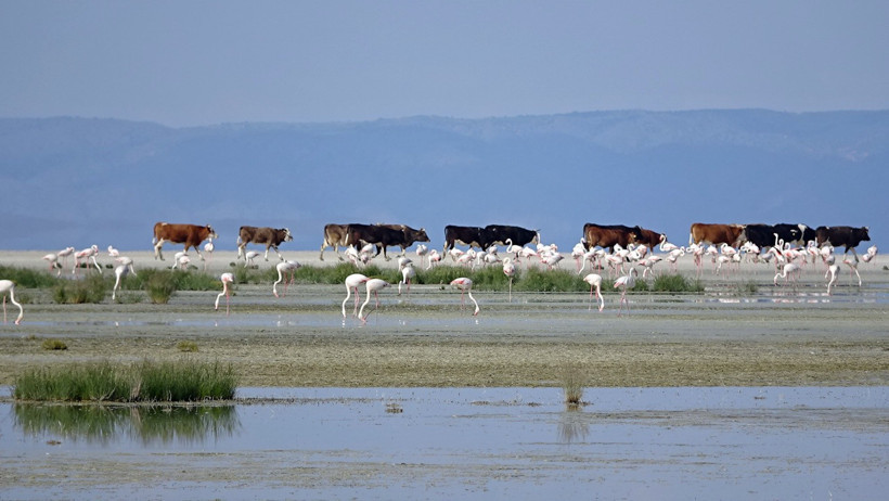 Tuz Gölü'nde 5 bin yavru flamingo kuluçkadan çıktı - Resim : 3