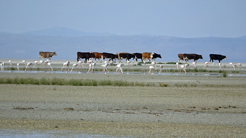 Tuz Gölü'nde 5 bin yavru flamingo kuluçkadan çıktı - Resim : 1