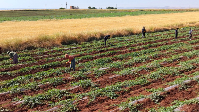 Diyarbakır karpuzuna dolu rötarı: Hasat 20 Temmuz'a kaldı - Resim : 2