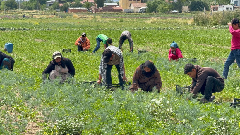80 günlük emek boşa gitti: Tarla işçilerine verilen çek sahte çıktı - Resim : 1