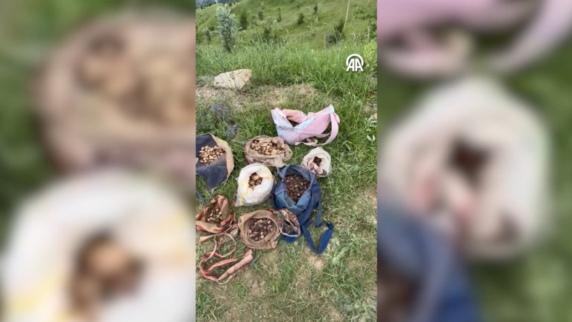 Salep orkidesi yumrusu toplayanlara 7 milyon lira ceza - Resim : 1