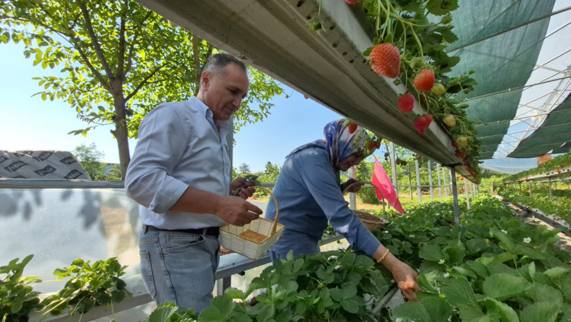 Hindistan cevizi kabuğuyla üretti, meyvenin satışına 1 kilo sınırı koydu - Resim : 1