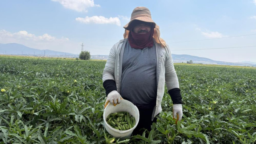 5 ay sürecek hasat dönemi başladı: İlk fiyat 120 lira - Resim : 2
