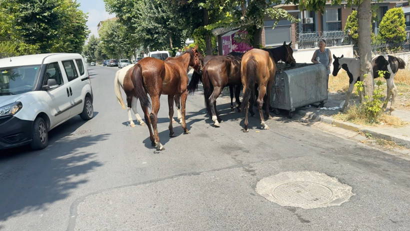 Avcılar'da başıboş atlar tehlikeye davetiye çıkarıyor - Resim : 2