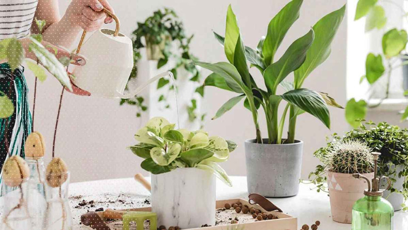 Vazodaki çiçeğin sırrı ortaya çıktı! Nedeni sandığınız gibi değil - Resim : 7