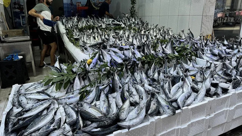 Hamsi ve istavrit de listede. Omega-3 bakımından &ouml;ne &ccedil;ıkan 5 balık - Resim : 1