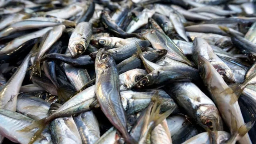 Hamsi ve istavrit de listede. Omega-3 bakımından &ouml;ne &ccedil;ıkan 5 balık - Resim : 5