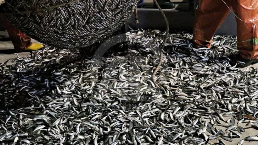 Hamsi ve istavrit de listede. Omega-3 bakımından &ouml;ne &ccedil;ıkan 5 balık - Resim : 2