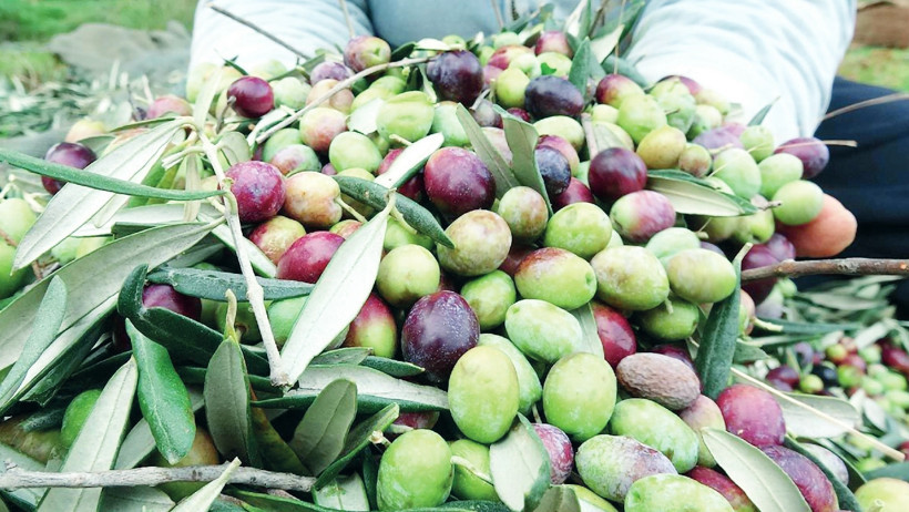 Milletin efendisi tarlada ağlıyor... Zeytin üreticileri üst üste gelen zamların ardından boykot kararı aldı - Resim : 2