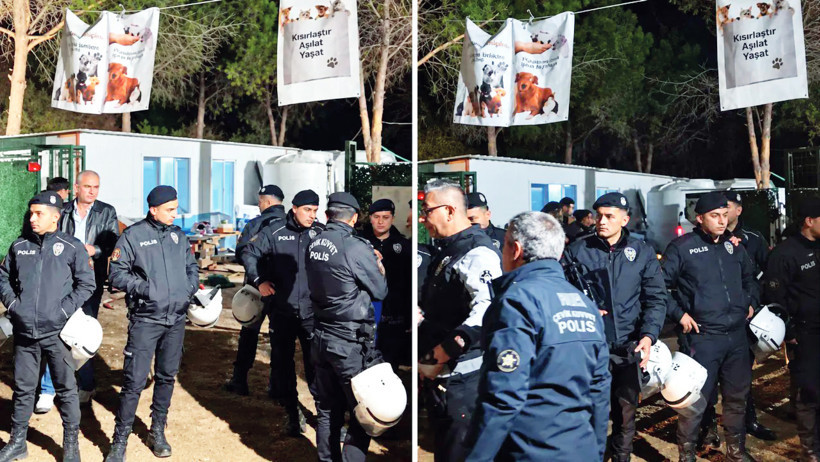 Ege’de 160 köpeğe şafak operasyonu - Resim : 1