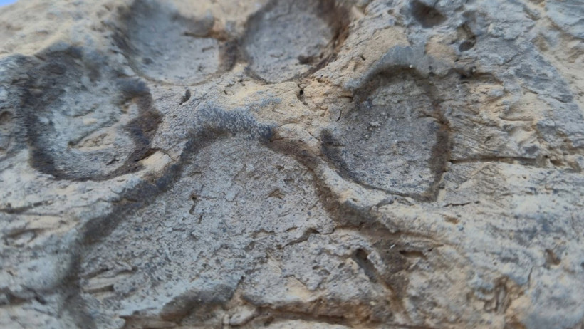 T&uuml;rkiye'de bulundu. K&uuml;lt&uuml;r Bakanı &ccedil;ok sevindi - Resim : 3