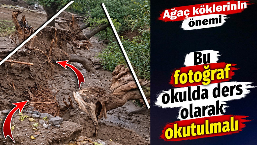 Ağaç köklerinin önemi ortaya çıktı. Bu fotoğraf okulda ders olarak okutulmalı - Resim : 1