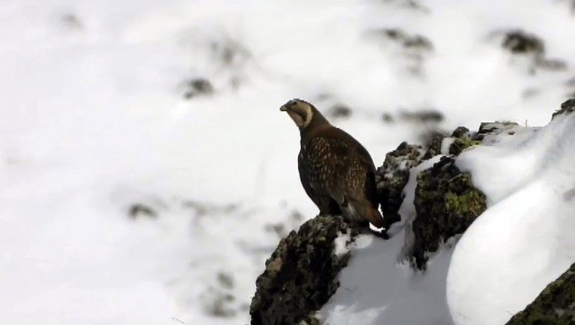 Nesli tükenmekte olan Ur Kekliği Erzurum'da görüntülendi - Resim : 1
