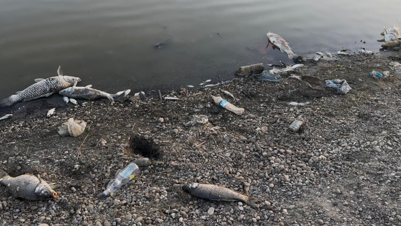 Kuraklığın vurduğu Yeşilsırt Barajı'nda balık ölümleri başladı - Resim : 1