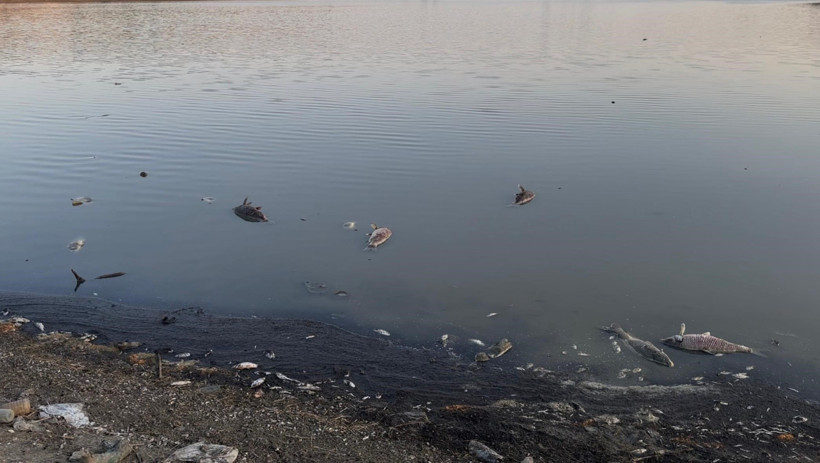 Kuraklığın vurduğu Yeşilsırt Barajı'nda balık ölümleri başladı - Resim : 3
