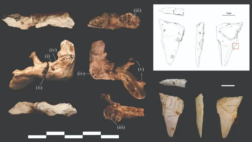 12 bin yıllık iskeletteki ufak kuvars parçası teorilere meydan okudu - Resim : 1