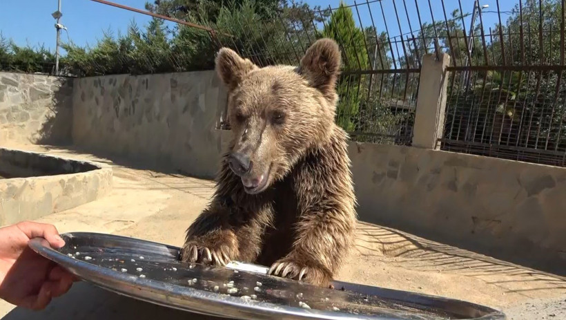 Tomografi görüntüleri sosyal medyayı sallamıştı: Ayı Okan'ın sağlık durumu düzeldi - Resim : 1